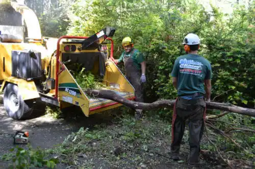 tree services Egypt Lake-Leto